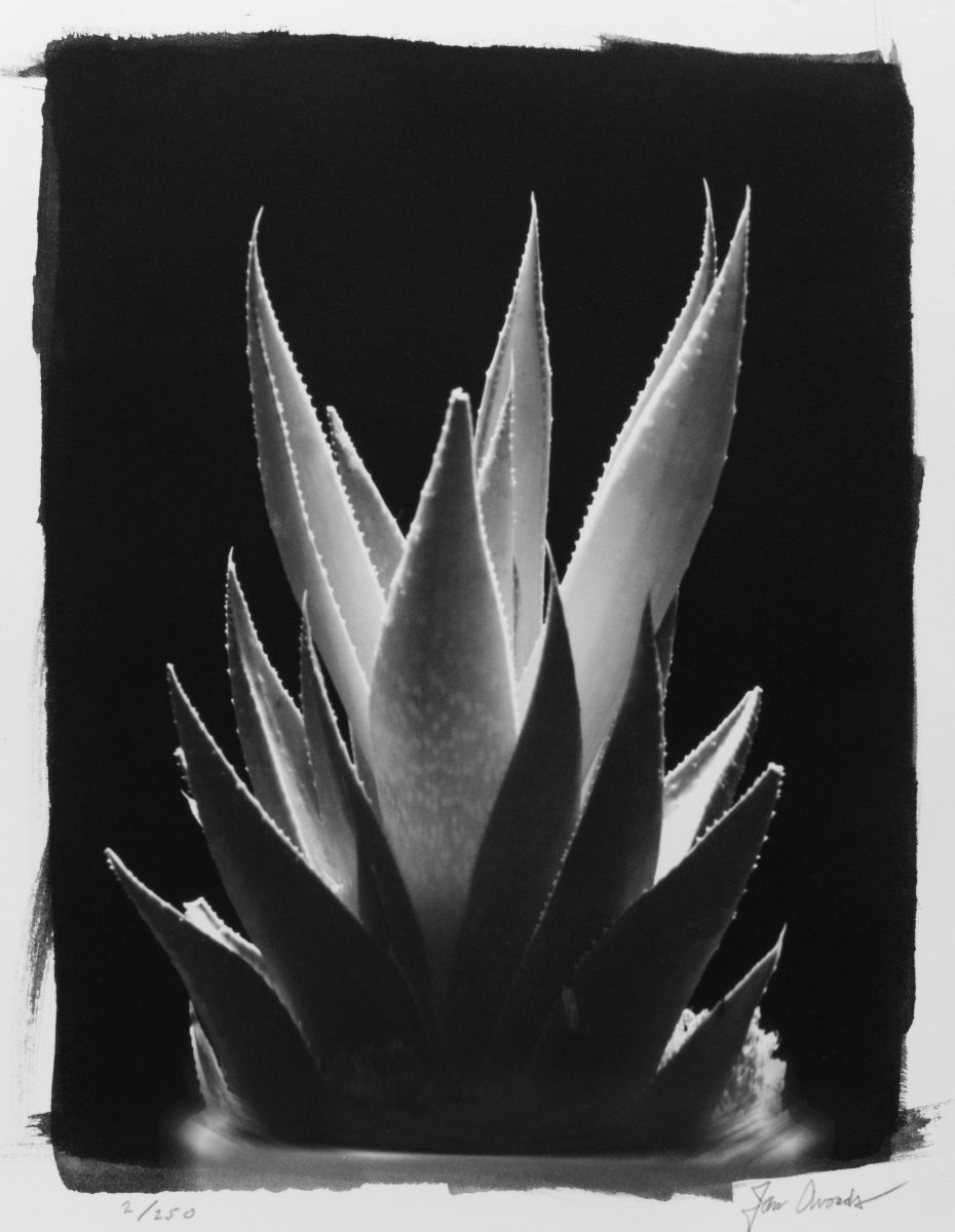 "Fine Thorns"